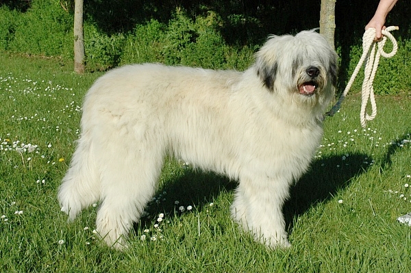 Do_ 6_5_2011 027 tinca