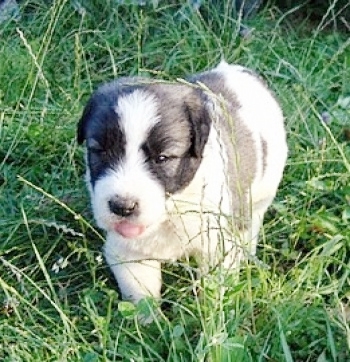 Tinca1