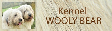 banner wooly bear