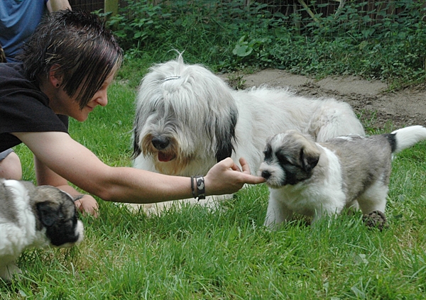 blumen, socke, schnute, tinca u. welpen 1.8.14 099-crop
