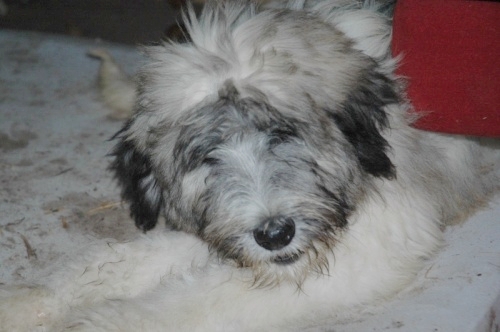 tinca_4